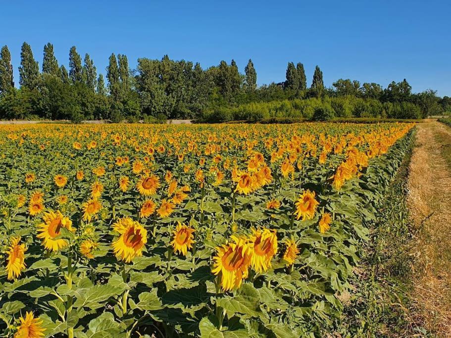 L'Ardeche En Provence Avec Jardin Ombrage Villa Pont-Saint-Esprit Kültér fotó
